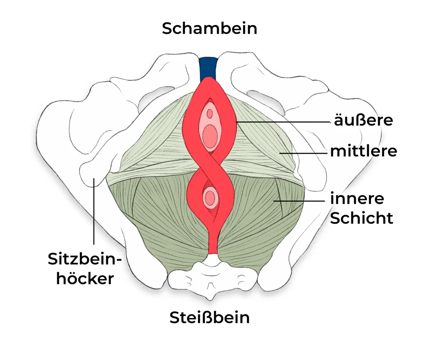 Anatomische Darstellung der drei Muskelschichten des weiblichen Beckenbodens