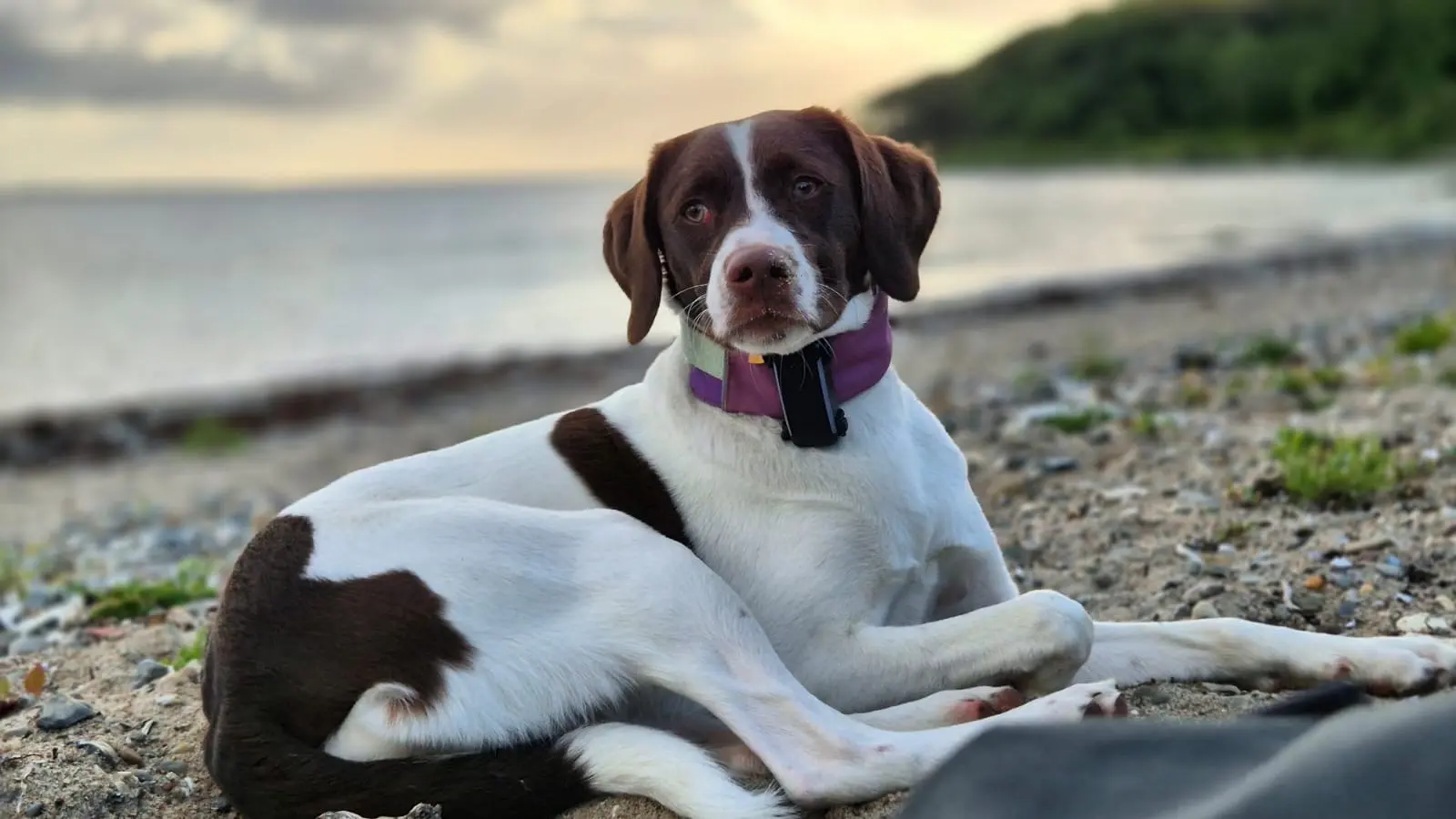 Elli, die Hündin von Jessica Feuerer, entspannt am Strand